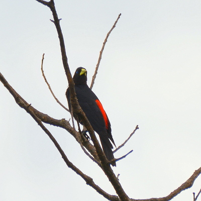 Red-Rumped Cacique